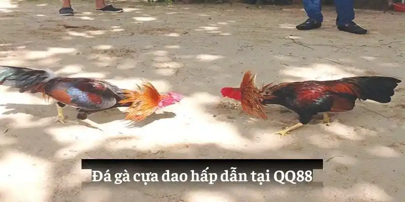 Đá gà cựa dao hấp dẫn tại QQ88