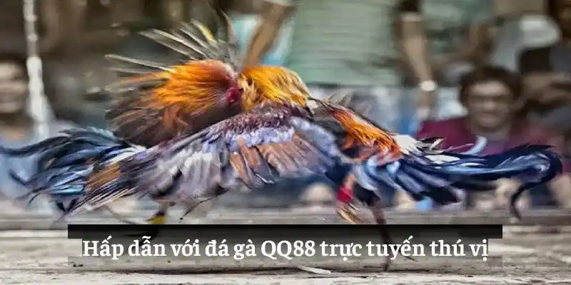 Hấp dẫn với đá gà QQ88 trực tuyến thú vị