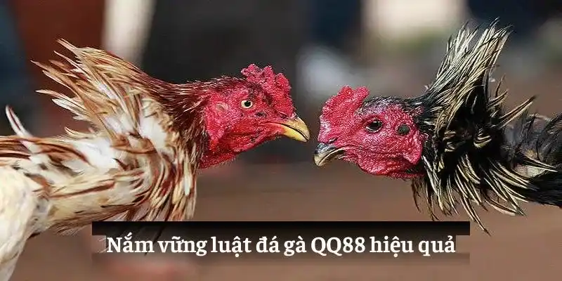 Nắm vững luật đá gà QQ88 hiệu quả